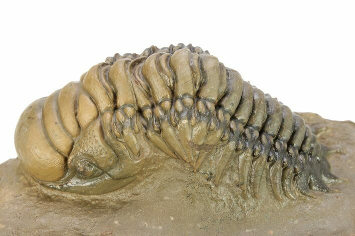 Colorful Crotalocephalina Trilobite - Atchana, Morocco #273427